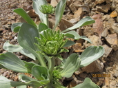 Enceliopsis covillei