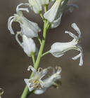Streptanthus carinatus ssp. carinatus