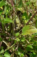 Ranunculus bonariensis var. trisepalus