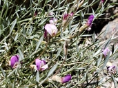 Astragalus panamintensis