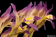 Gladiolus venustus