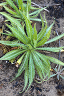 Amsinckia spectabilis
