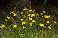 Ranunculus californicus ssp. californicus