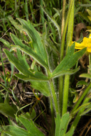 Ranunculus californicus ssp. californicus