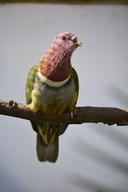 Pink-naped Fruit Dove