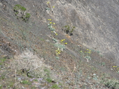 Enceliopsis covillei