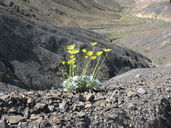 Enceliopsis covillei