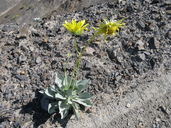 Enceliopsis covillei