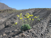 Enceliopsis covillei