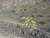 Enceliopsis covillei