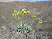 Enceliopsis covillei