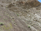 Enceliopsis covillei
