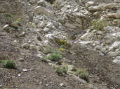 Enceliopsis covillei
