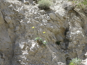 Enceliopsis covillei