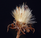 Almutaster pauciflorus