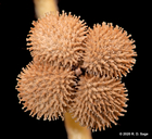 Cyanoglossum creticum