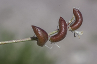 Astragalus tephrodes var. tephrodes