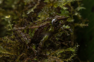 Pristimantis appendiculatus