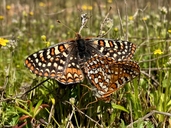 Euphydryas editha quino