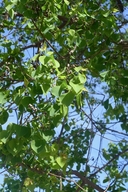 Triadica sebiferum