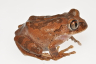 Leptopelis aubryi