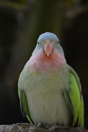Princess-of-wales Parakeet