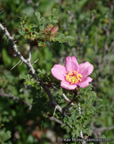 Rosa minutifolia