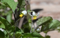 Solanum sublobatum