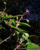 Ribes viburnifolium