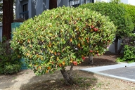 Cotoneaster lacteus