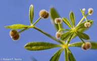 Galium aparine