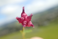 Trifolium depauperatum var. depauperaturm