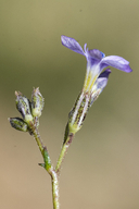 Gilia flavocincta