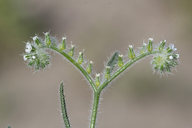 Johnstonella angustifolia