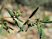 Euphorbia revoluta