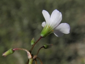 Oxalis latifolia