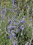 Mealycup Blue Sage