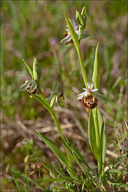 Ophrys holosericea ssp. untchjii
