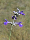 Salvia farinaceae