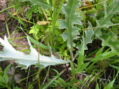 Photo of Cirsium ciliolatum