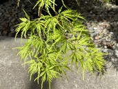 Acer palmatum var. dissectum