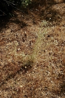 Pseudognaphalium thermale