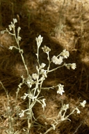 Pseudognaphalium thermale