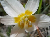 Howell's Fawn Lily