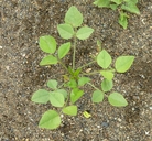 Hoita macrostachya