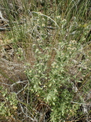 Galium serpenticum ssp. warnerense