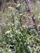Galium serpenticum ssp. warnerense