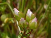 Limnanthes floccosa ssp. bellingeriana