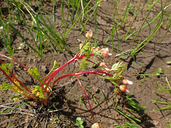 Photo of Limnanthes floccosa ssp. bellingeriana