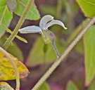 Lithophragma bolanderi